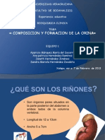 Formación y Composición de La Orina