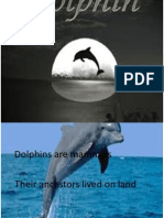 About Dolphin