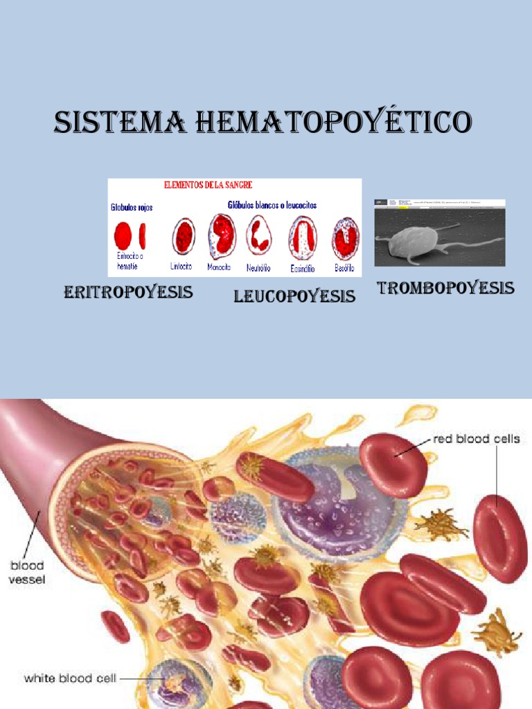 2.1 Sistema Hematopoyético | Hematopoyesis | Citocina