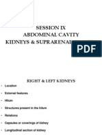 Session Ix Abdominal Cavity Kidneys & Suprarenal Glands