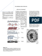 Qué Es Un Cromosoma