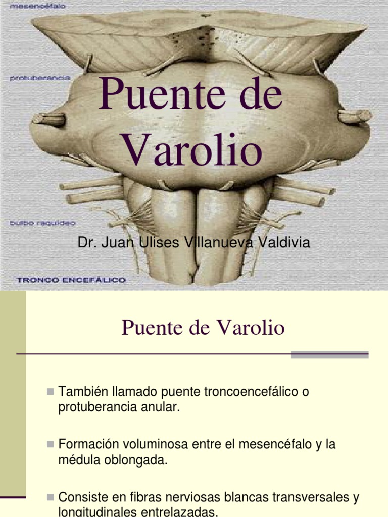 Puente de Varolio