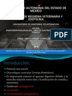 Anatomia Del Tracto Gastrointestinal Del Conejo