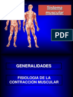 El Sistema Muscular