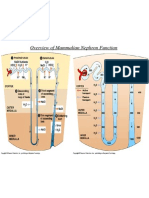Overview of Nephron Func