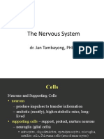 Nervous System 4 Feb 2013