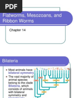 Acoelomate Bilateral Animals