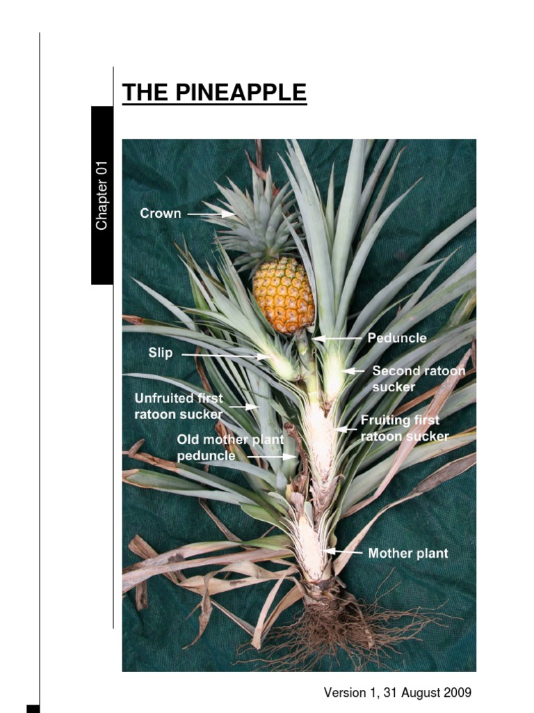 Ch1ThePineapple.pdf Root Pineapple