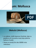 Phyllum Mollusca