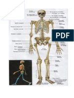 Scheletul Uman
