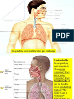 Respiratory System Allows For Gas Exchange