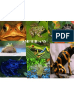 Amphibian - Frog Life Cycle