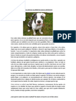 Cómo Entrenar Un Pitbull de Manera Satisfactoria