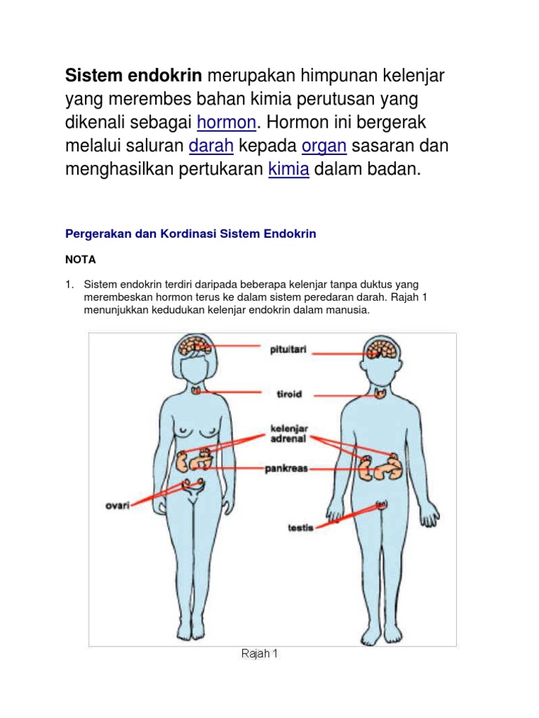Sistem Endokrin Pdf