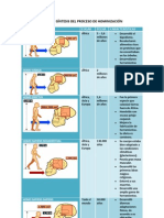 1186406 Cuadro Sintesis Del Proceso de Hominizacion