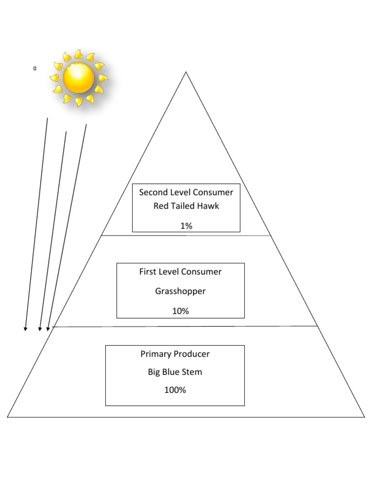 Second Level Consumer Red Tailed Hawk 1% | PDF | Home & Garden