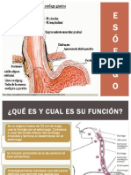 ESÓFAGO