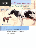 Veterinary Anatomy Coloring Book | PDF | Pelvis | Gastrointestinal Tract