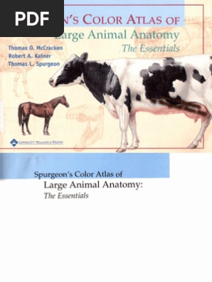 Spurgeon S Color Atlas Of Large Animal Anatomy The Essentials
