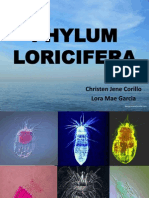 Loricifera