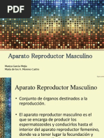 Capas del escroto y su anatomía | PDF