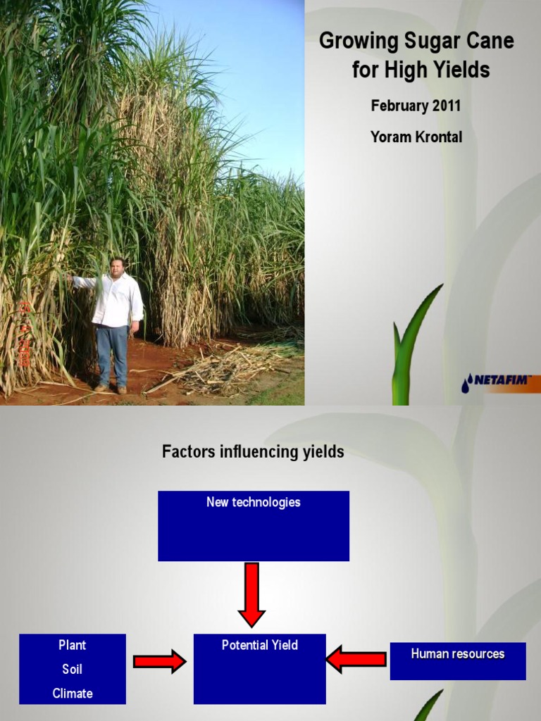 Growing Sugar Cane for High Yields Sugarcane Seed