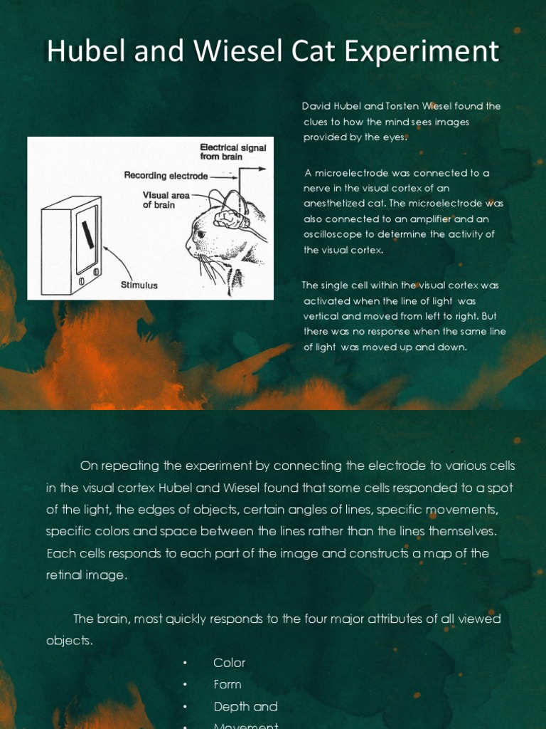 Hubel and Wiesel's Cat Visual Cortex Study | PDF | Color | Graphic Design
