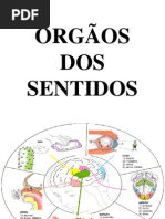 ÓRGÃOS DOS SENTIDOS