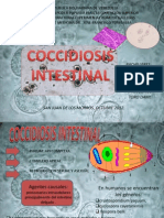 Coccidiosis Intestinal