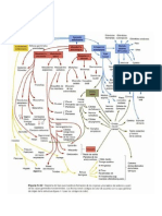 Cuadro Embrio.pdf