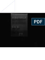 Different Plasmids 5 Micro L