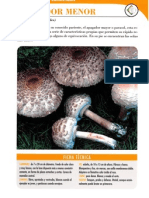 Macrolepiota Rhacodes PDF