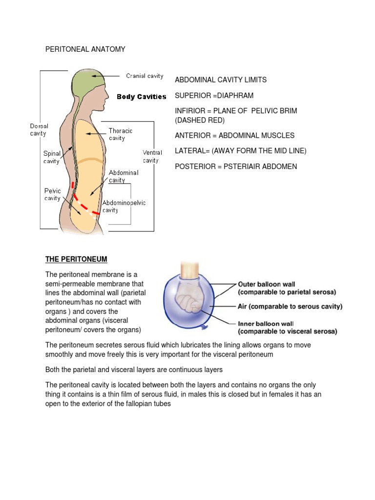 Overview of Peritoneal Anatomy | PDF | Peritoneum | Abdomen