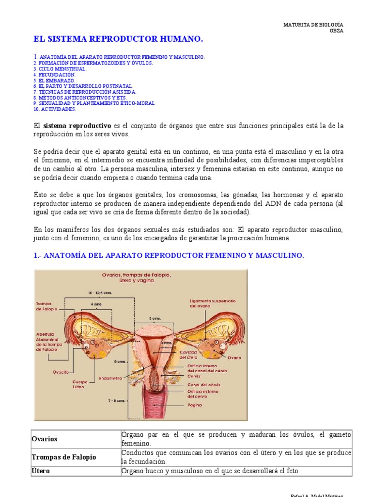 Embarazo Por Roces Salud180