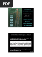 Anatomofisiologia Gd b1 Aula3