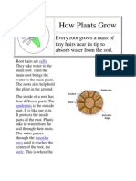 How Plants Grow: Every Root Grows A Mass of Tiny Hairs Near Its Tip To Absorb Water From The Soil