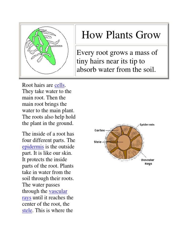 How Plants Grow: Every Root Grows A Mass of Tiny Hairs Near Its Tip To ...