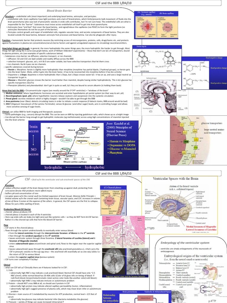 Blood Brain Barrier: RD TH | PDF