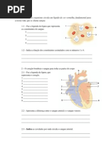 ficha avaliação 6º ano - sistema circulatório e respiração celular.pdf