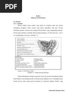 Download kanker prostat by Gilang Hamzah SN129697857 doc pdf