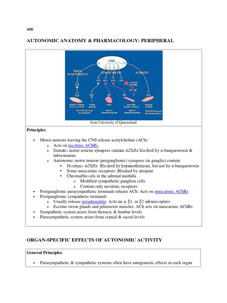 Autonomic Nervous System Overview | PDF