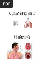 人类的呼吸器官