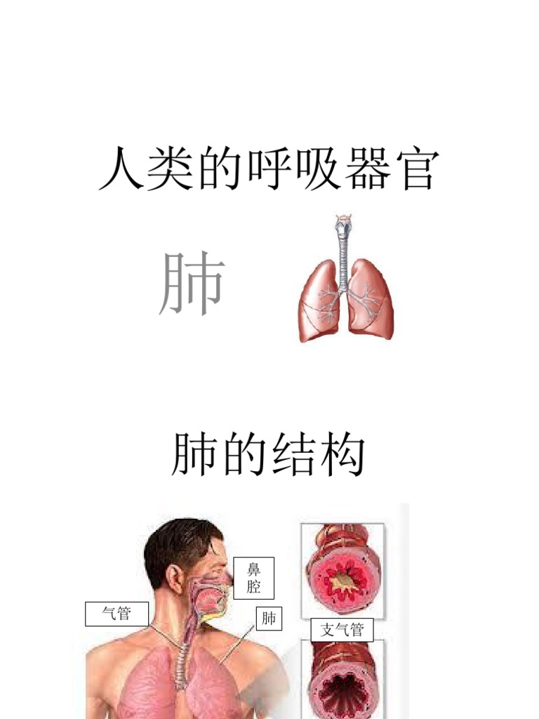 人类的呼吸器官 Pdf