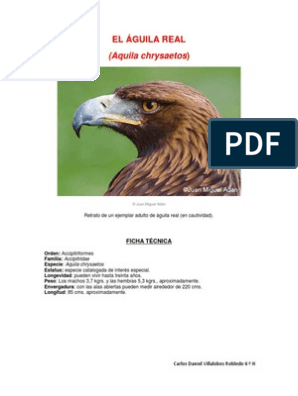 El Águila Real | PDF | Aves | Paravianos