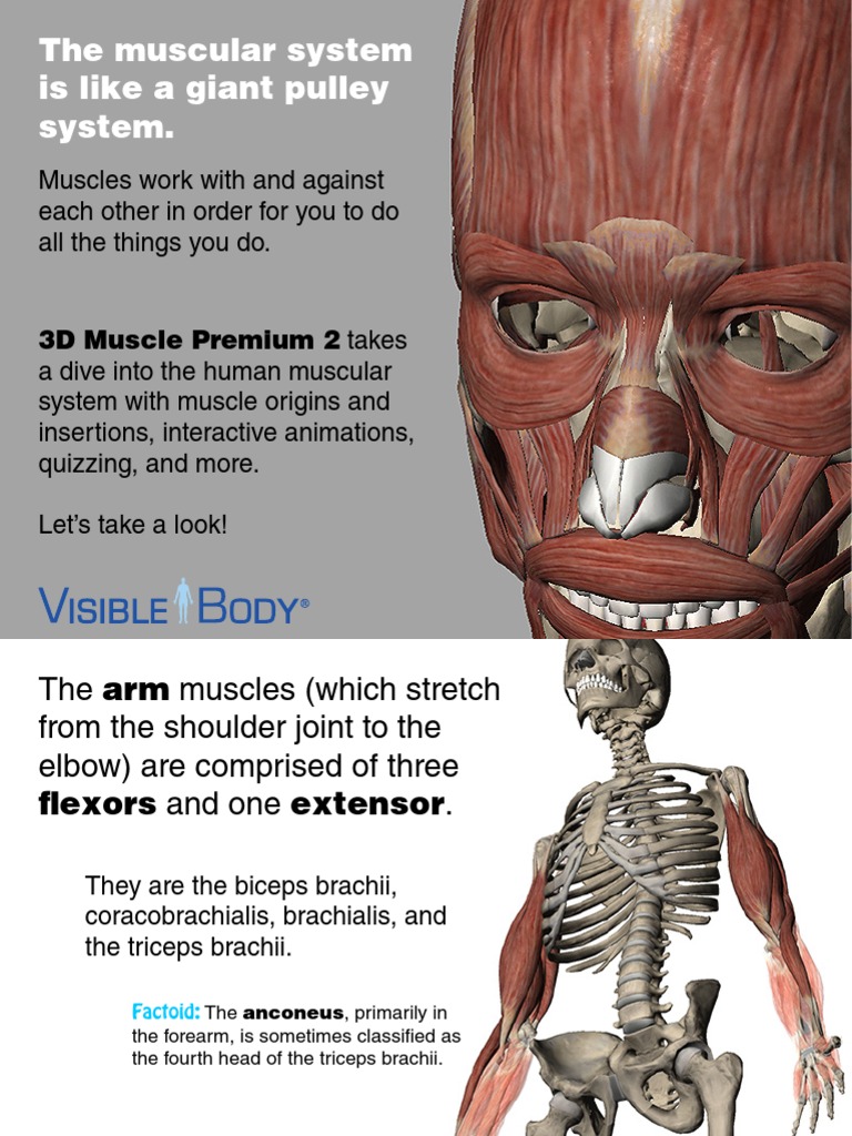 Interactive 3D Muscular System Guide | PDF