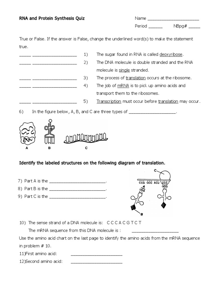 Protein synthesis quiz image
