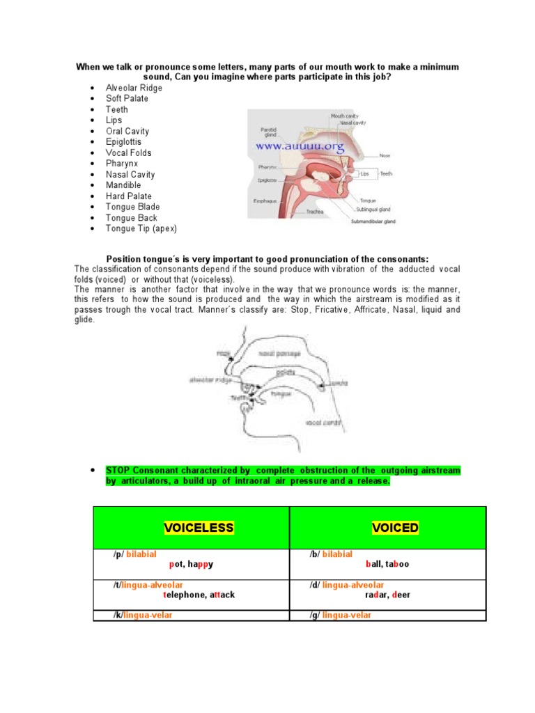 Voiceless Voiced: Bilabial Bilabial | PDF | Consonant | Mouth