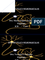 Sinapsis y Placa Neuromuscular I Completa 1202814476308525 3