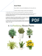 6 Air Purifying House Plants