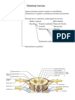 Maduva Spinarii. Trunchiul Cerebral. Cerebel